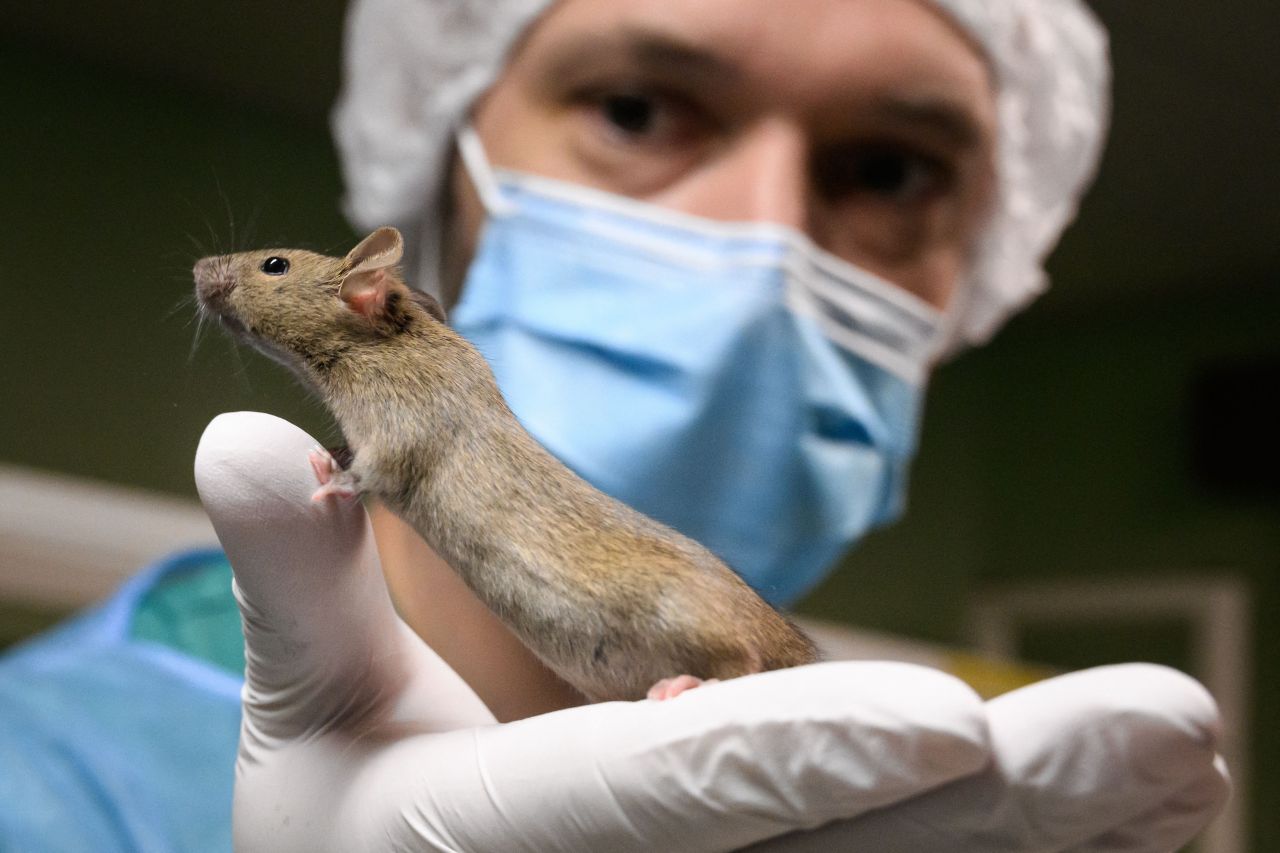 Scientist holding lab mouse