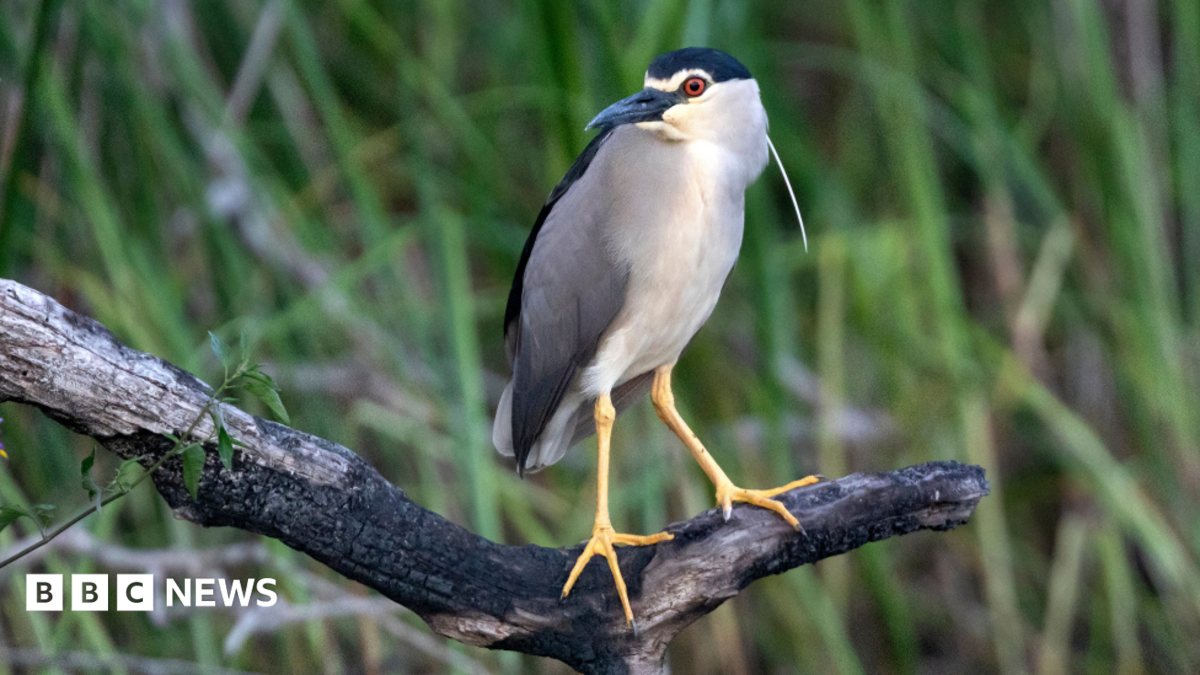 A night heron is standing on a branch. It has white plumage and black wings
