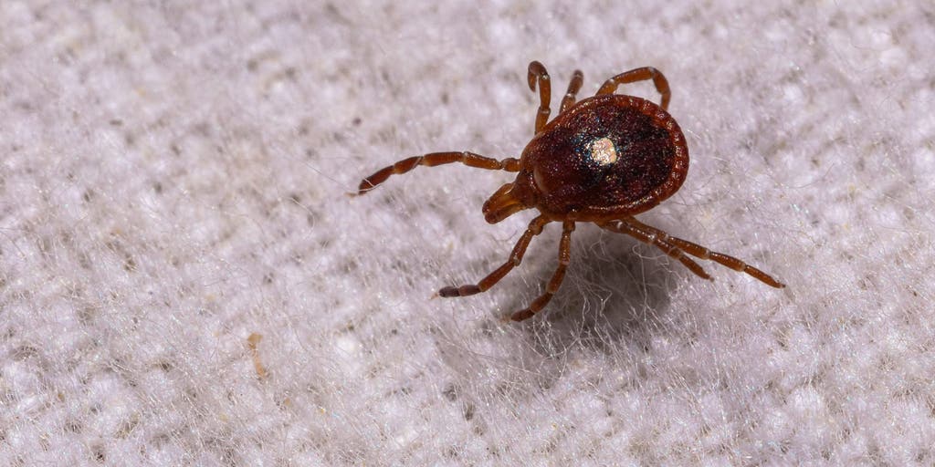 New York Confirms First Case of Rare Bourbon Virus on Long Island