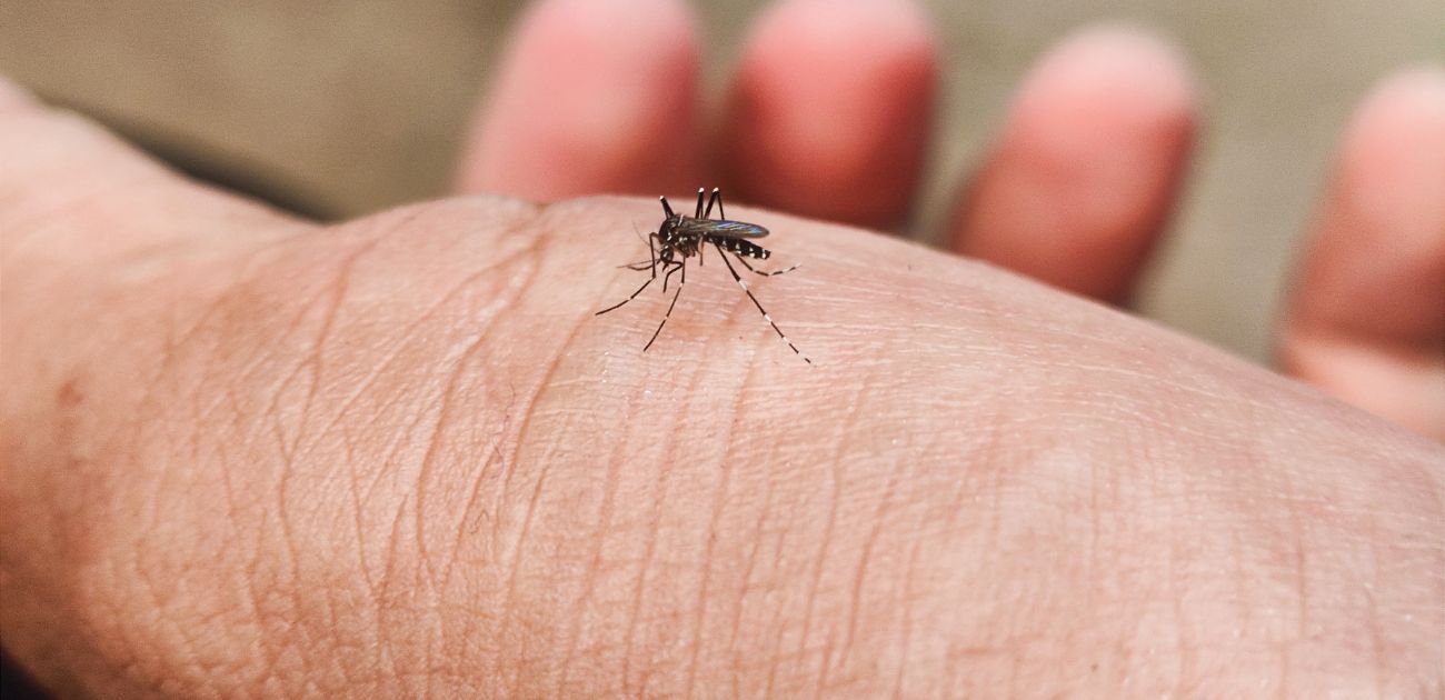 Pourquoi les moustiques piquent-ils certaines personnes plus que d’autres ? La science révèle pourquoi vous êtes une cible