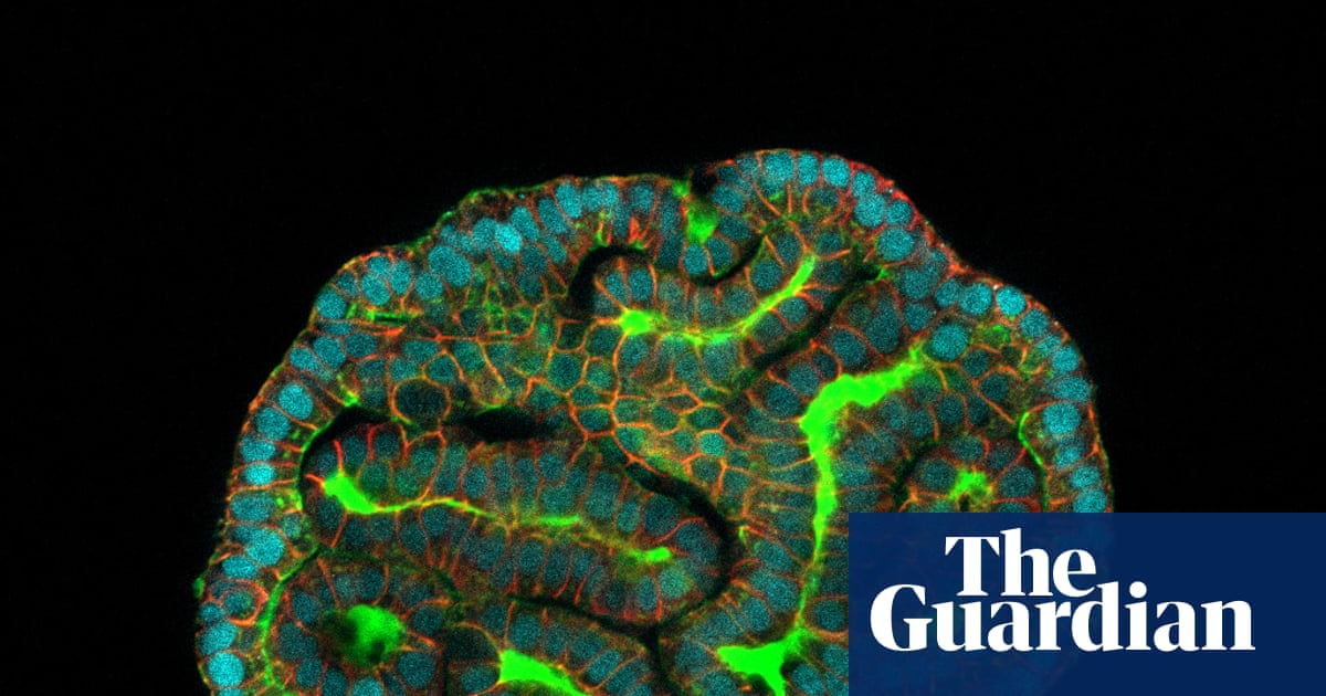 UK Scientists Launch £20m Hub to Grow Miniature Organs for Drug Testing