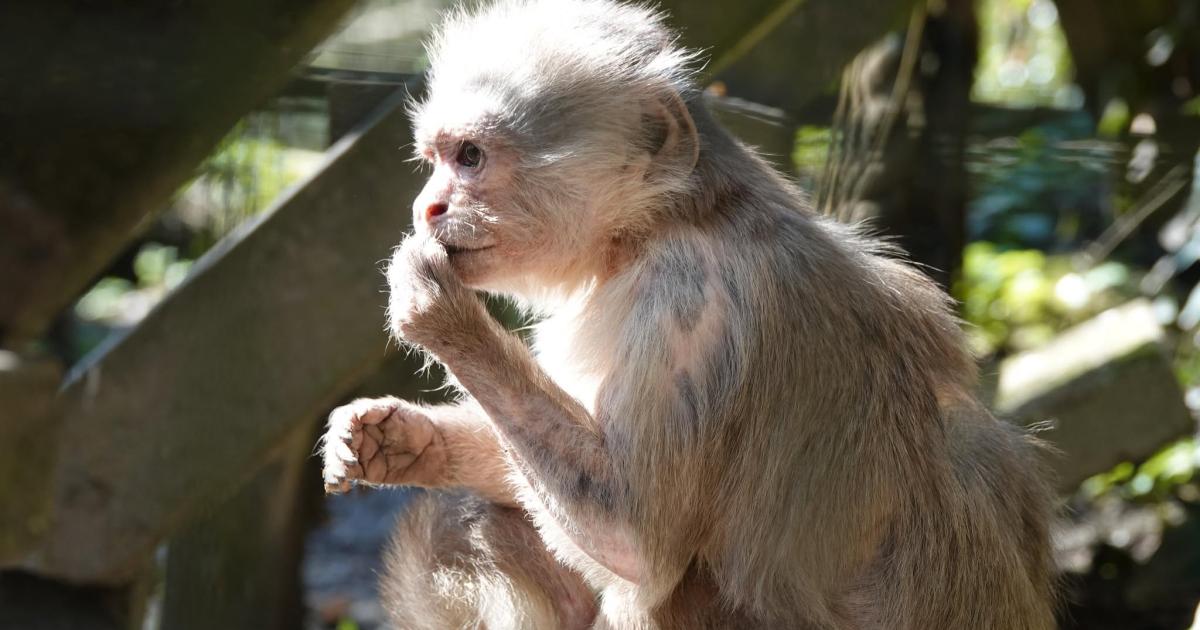 Wild Futures Closes Cornwall Monkey Sanctuary After Six Decades