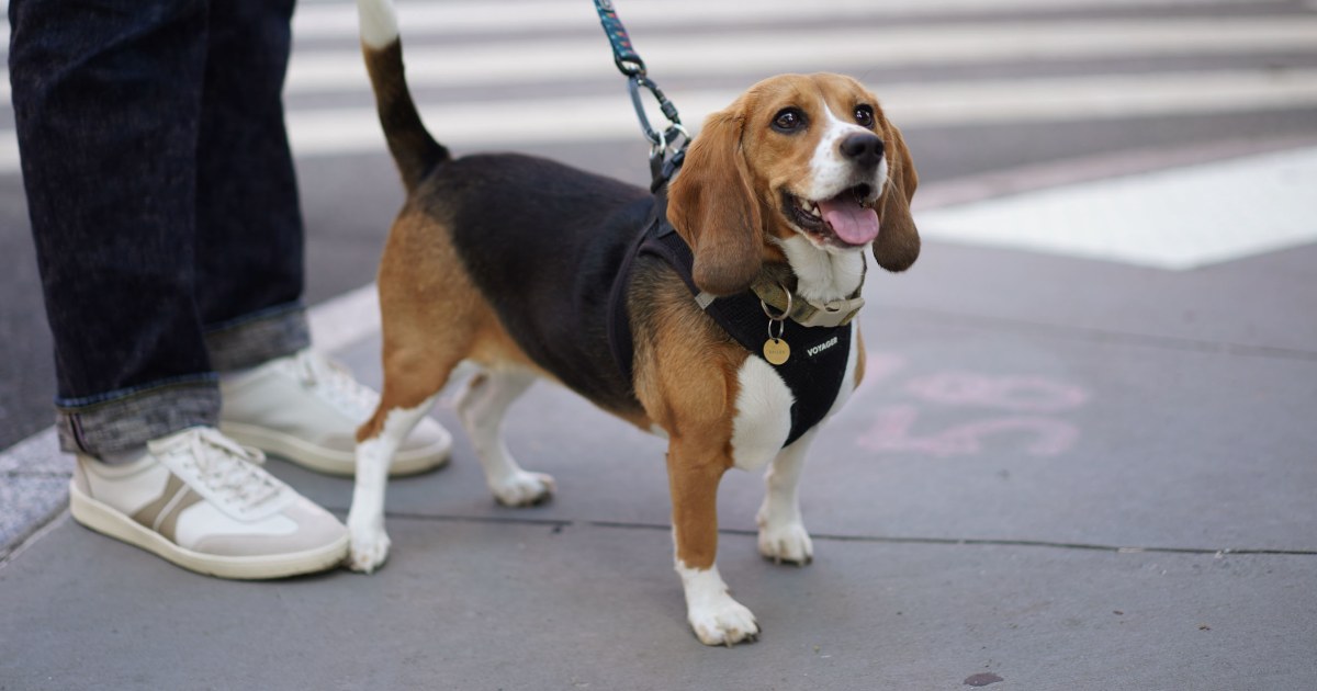 Scientists Create First Gene-Edited Hypoallergenic Beagle Puppies