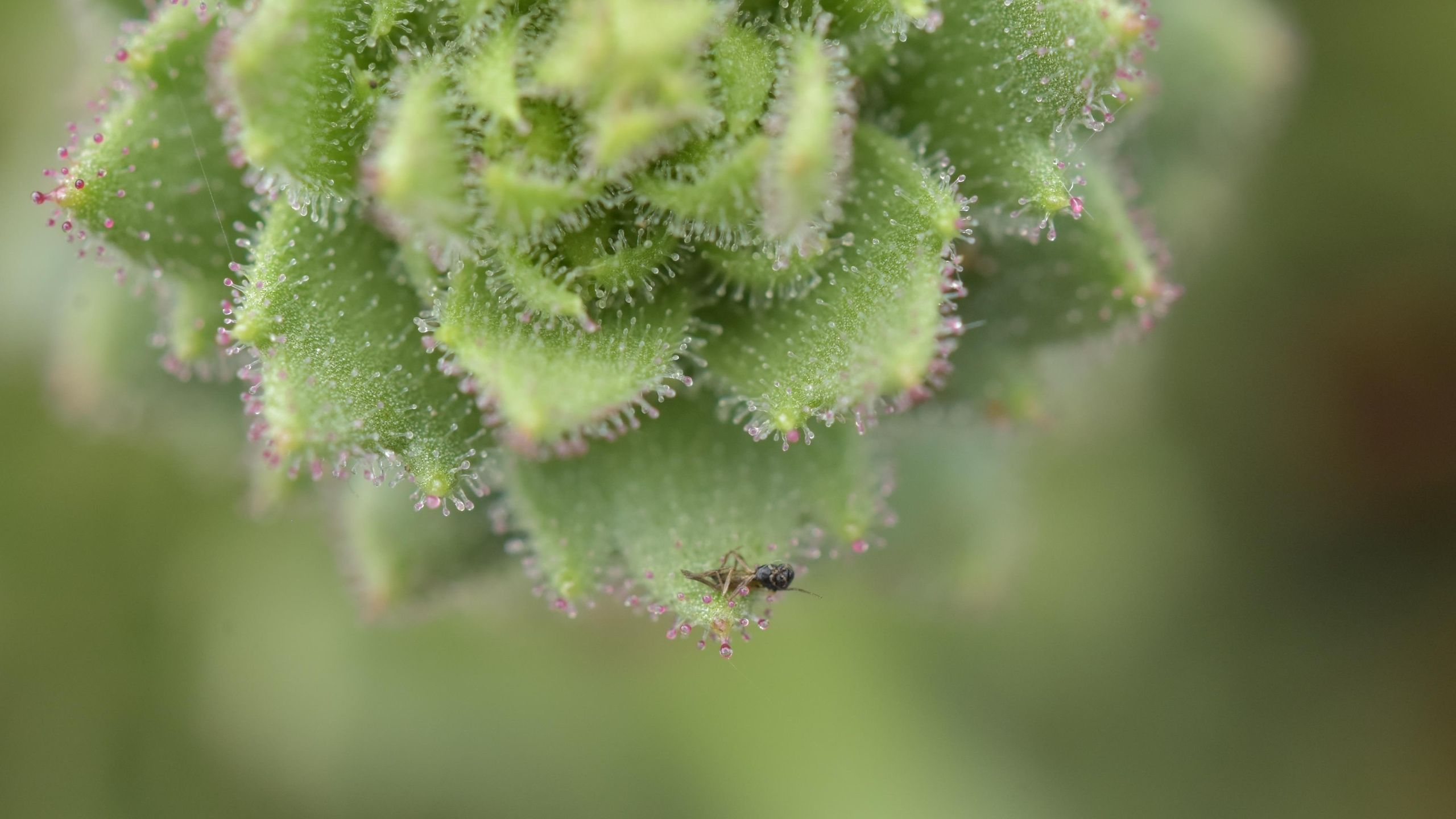 Close-up of a carnivorous plant with hairs. An insect is stuck on some of the hairs
