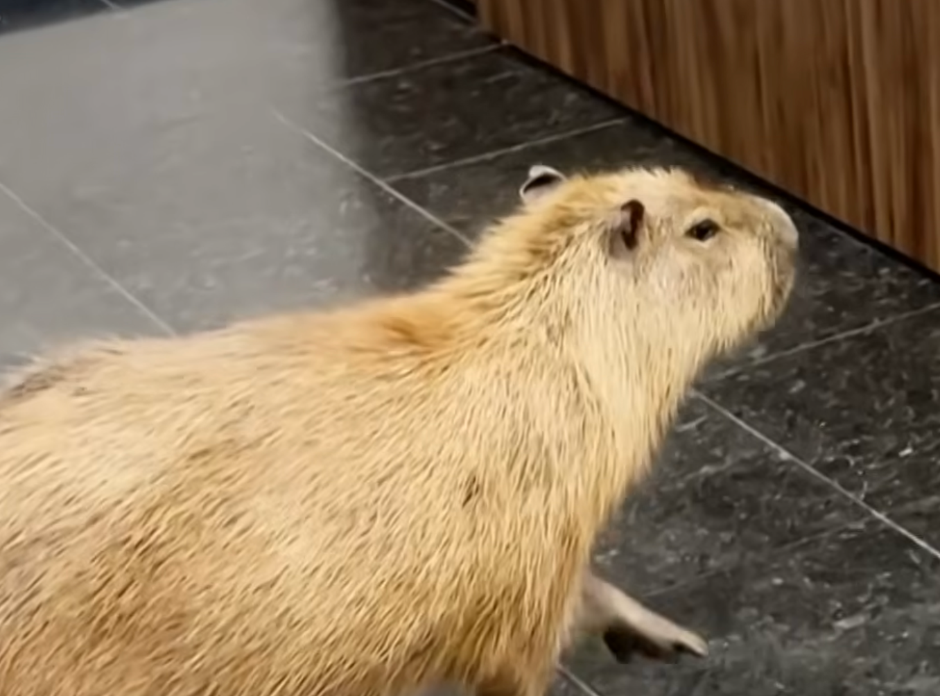 Capybaras Visit Mato Grosso State Legislature in Cuiabá, Brazil
