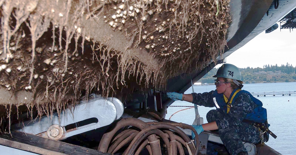 Marine Biologists Warn of Biological Invasion Risk in Persian Gulf