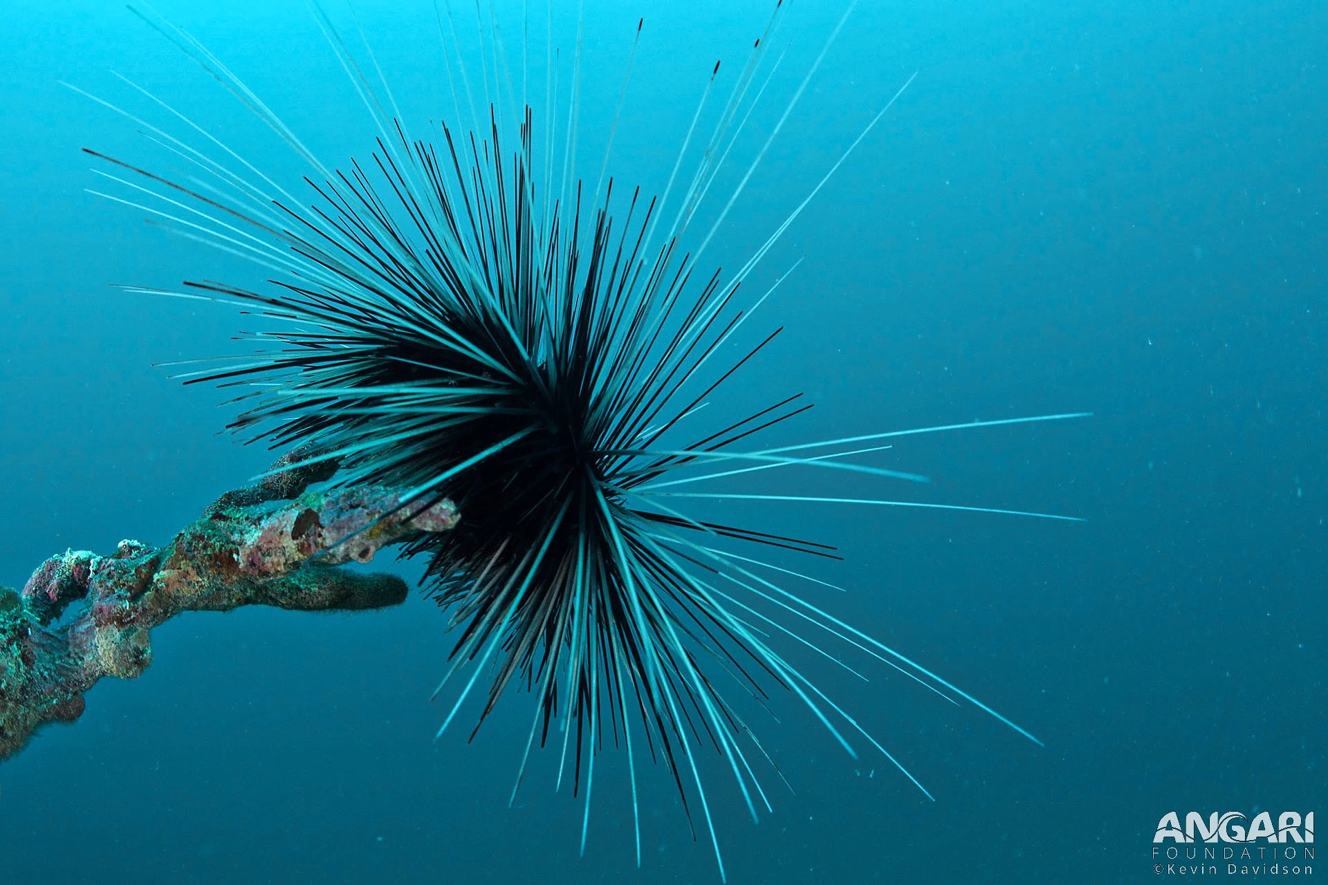 Scuticociliate Disease Devastates Long-Spined Sea Urchins Across Caribbean