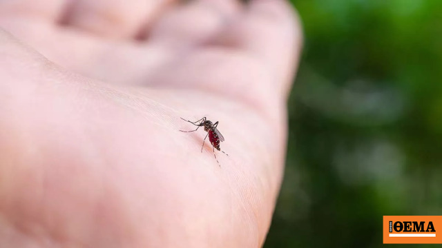 Greece Records 110 West Nile Virus Cases With Attica as Epicentre