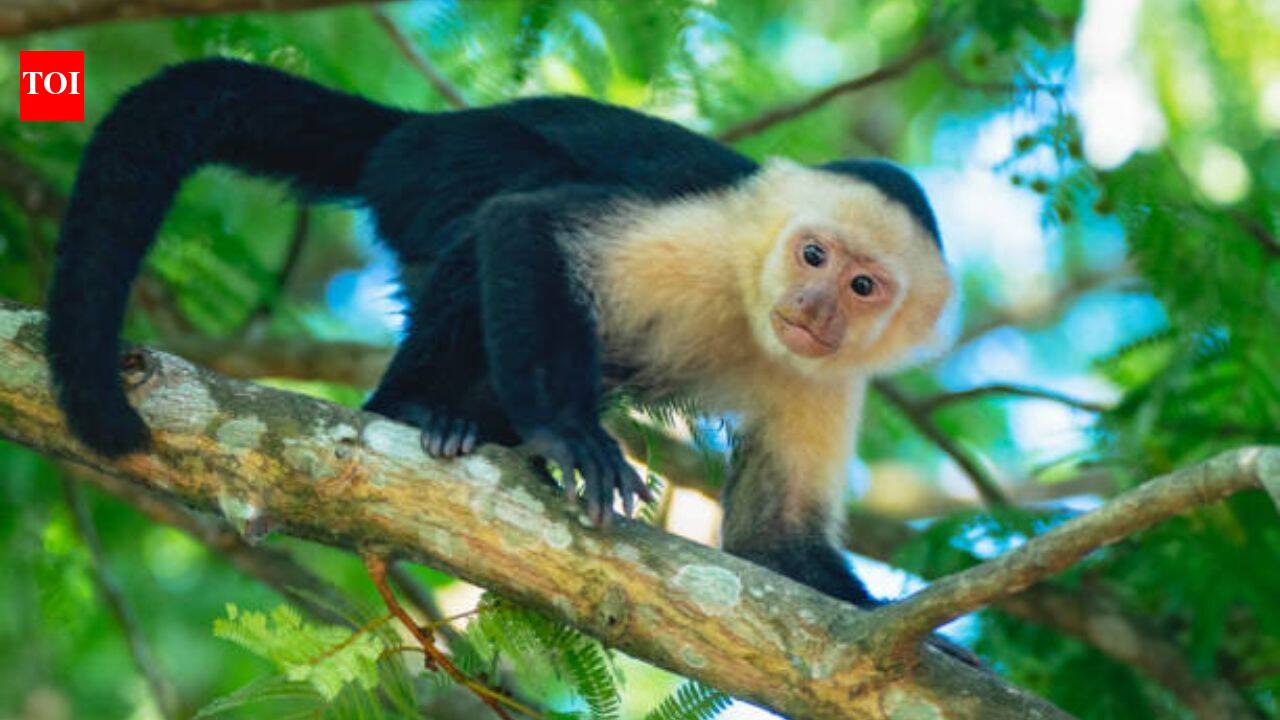 Wild Capuchin Monkeys Use AI Touchscreen for Rewards in Costa Rica